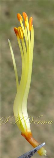  Stamens and Pistil